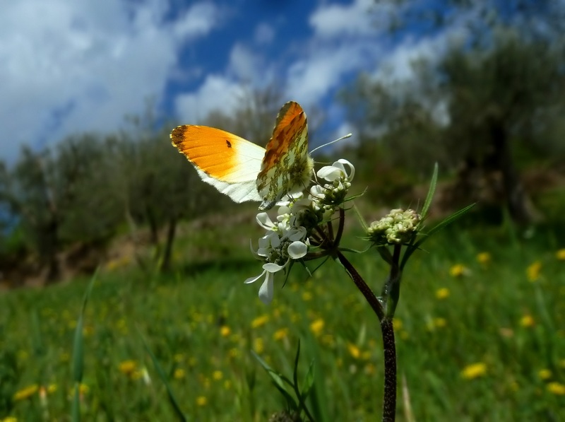 farfalle e uliveti
